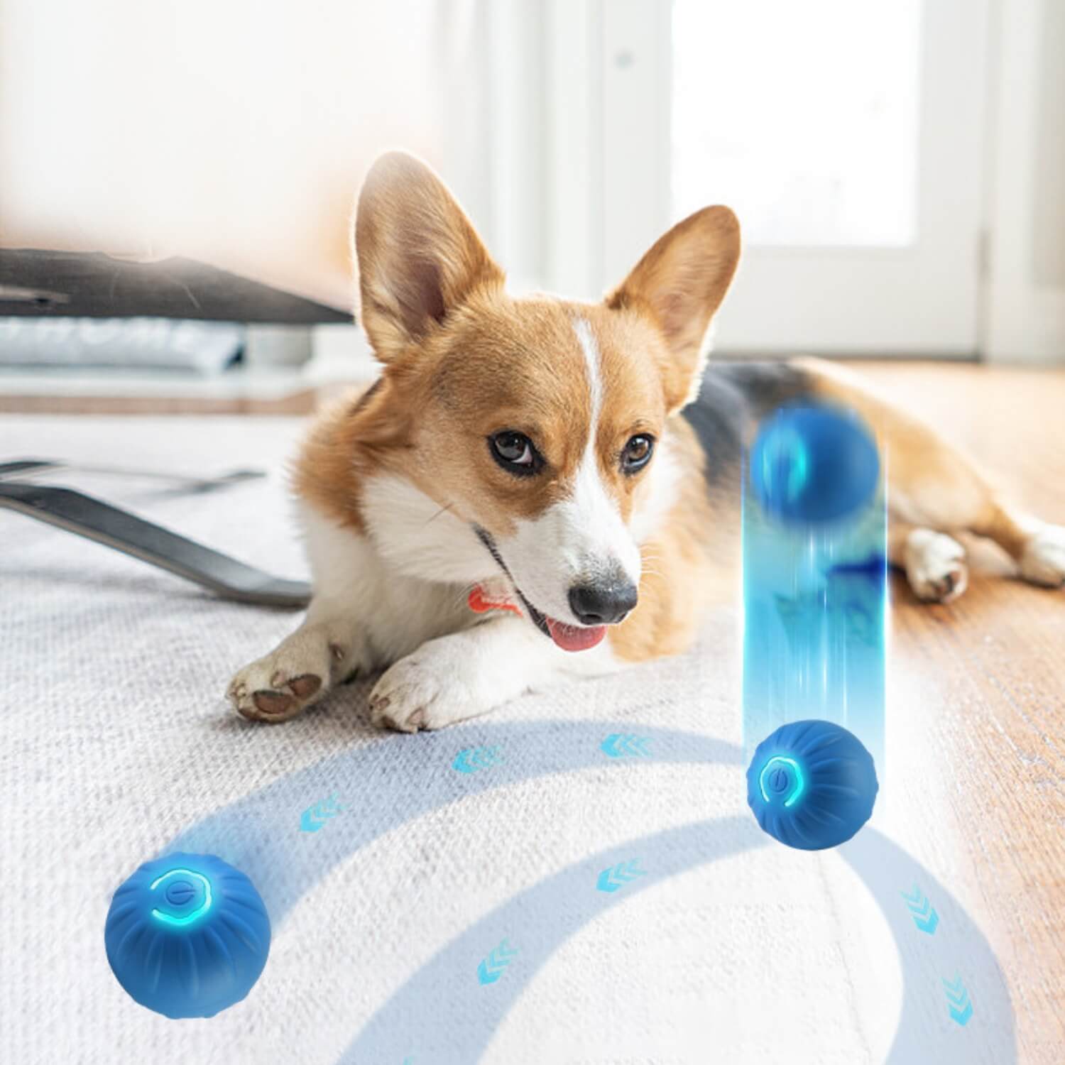 zwaartekracht springende hond bal corgi in beweging